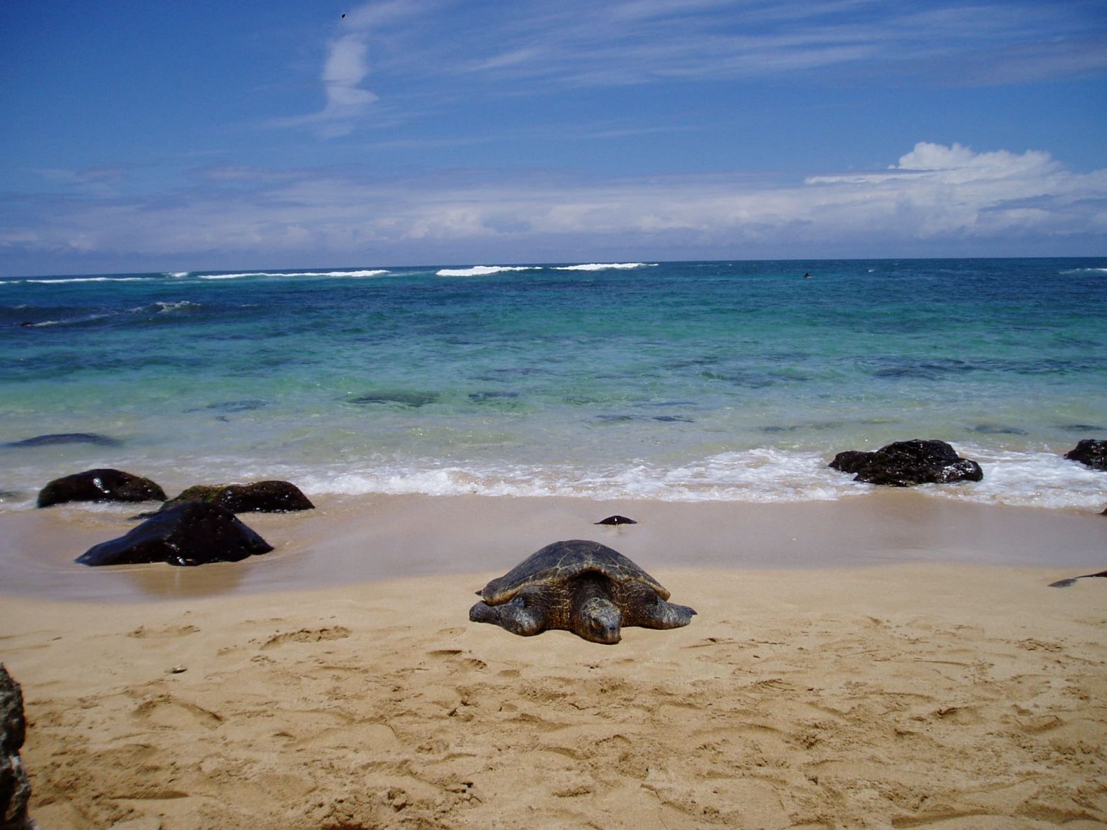 HAWAII VIET TOURS & TRANSPORTATION